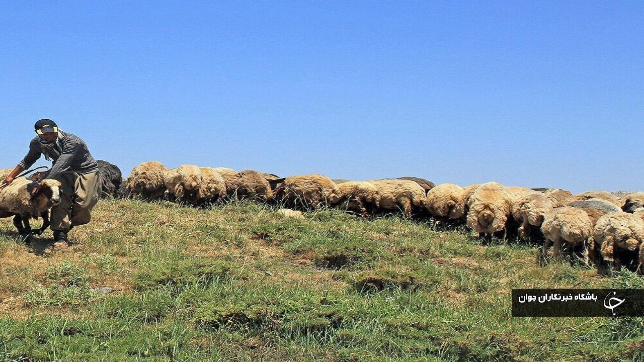 اجرای طرح مرتع‌داری در ۱۹ روستای مهاباد