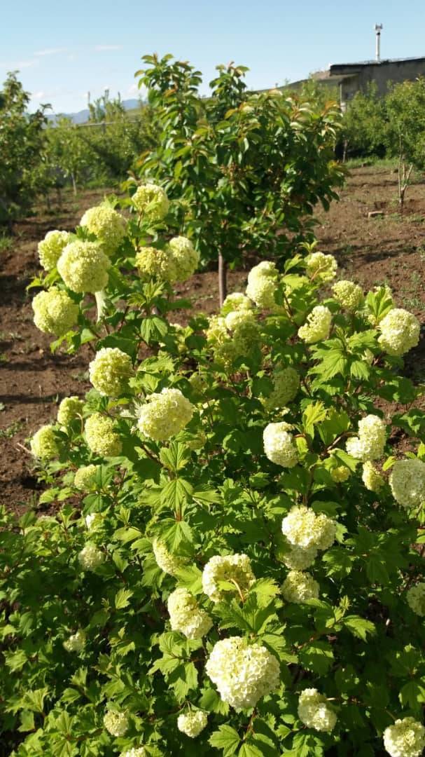 طبیعت سرسبز