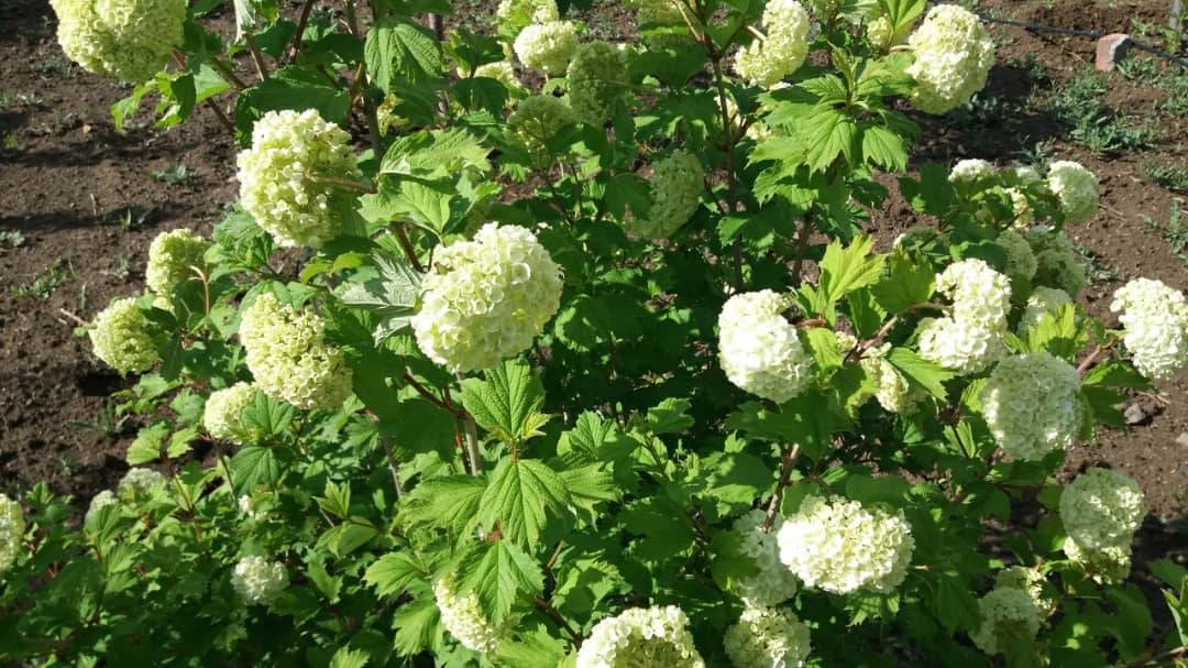 گل های بهاری