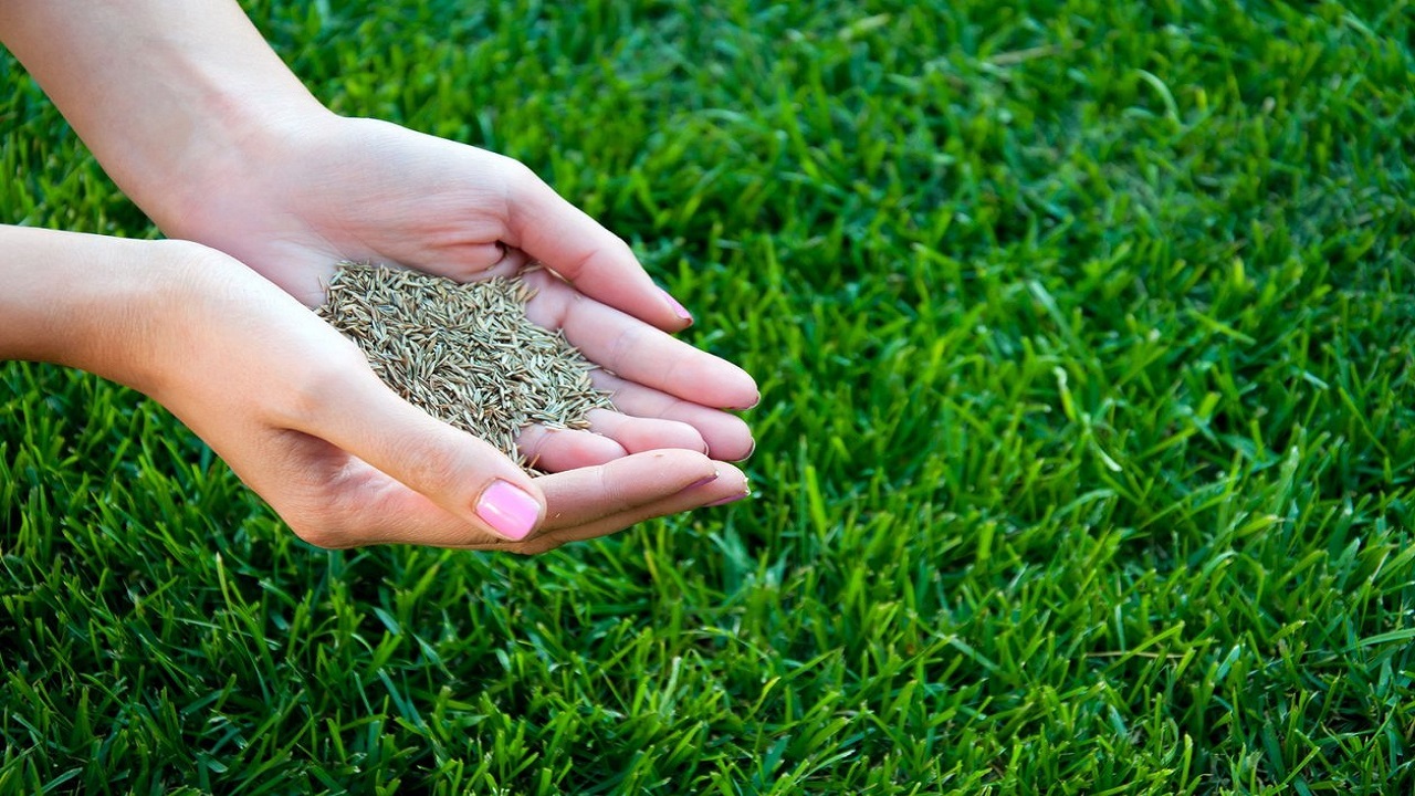 پایان کاشت چمن طبیعی ورزشگاه آزادی شهرستان خاتم