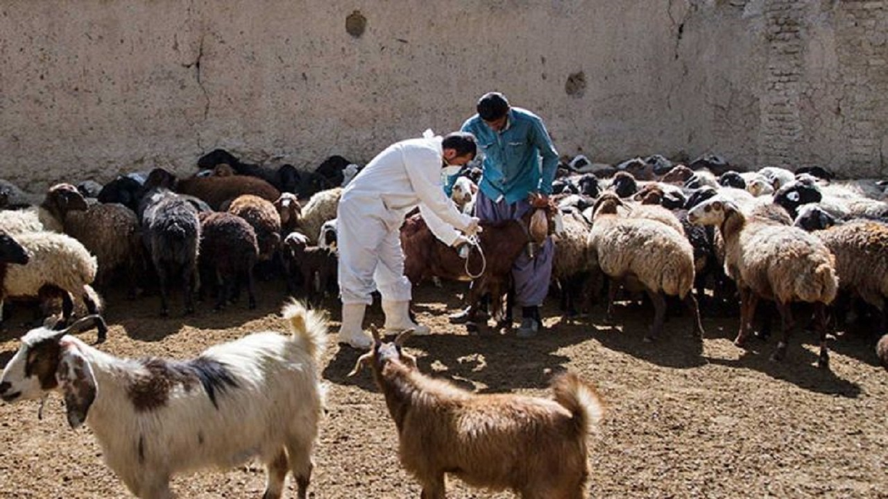 آغاز واکسیناسیون دام‌های سبک علیه بیماری طاعون