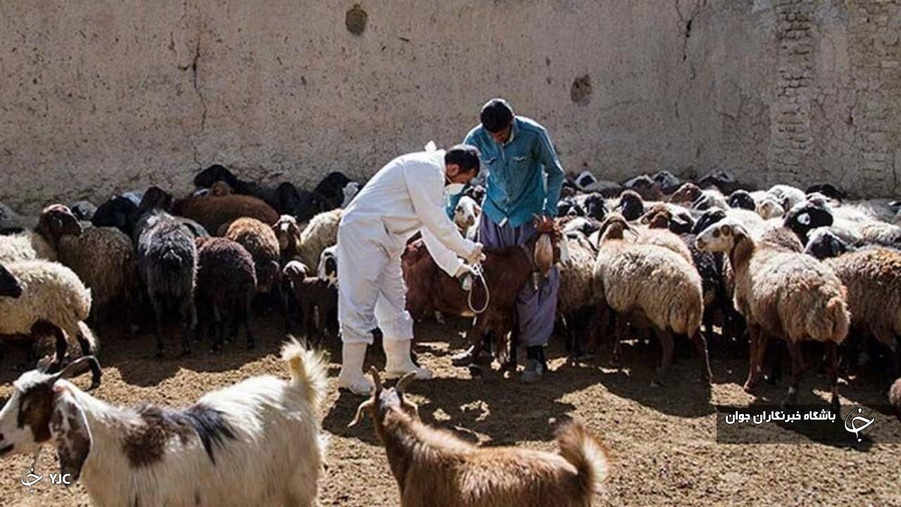حدود ۳ هزار راس دام سبک در مهاباد مایه‌کوبی شدند