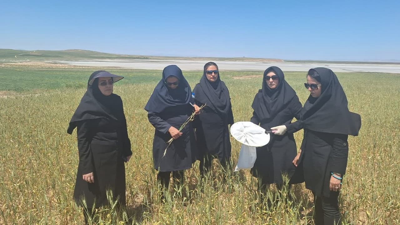 مبارزه با عوامل خسارت زا در ۴۲۲ هزار هکتار از مزارع آذربایجان‌غربی