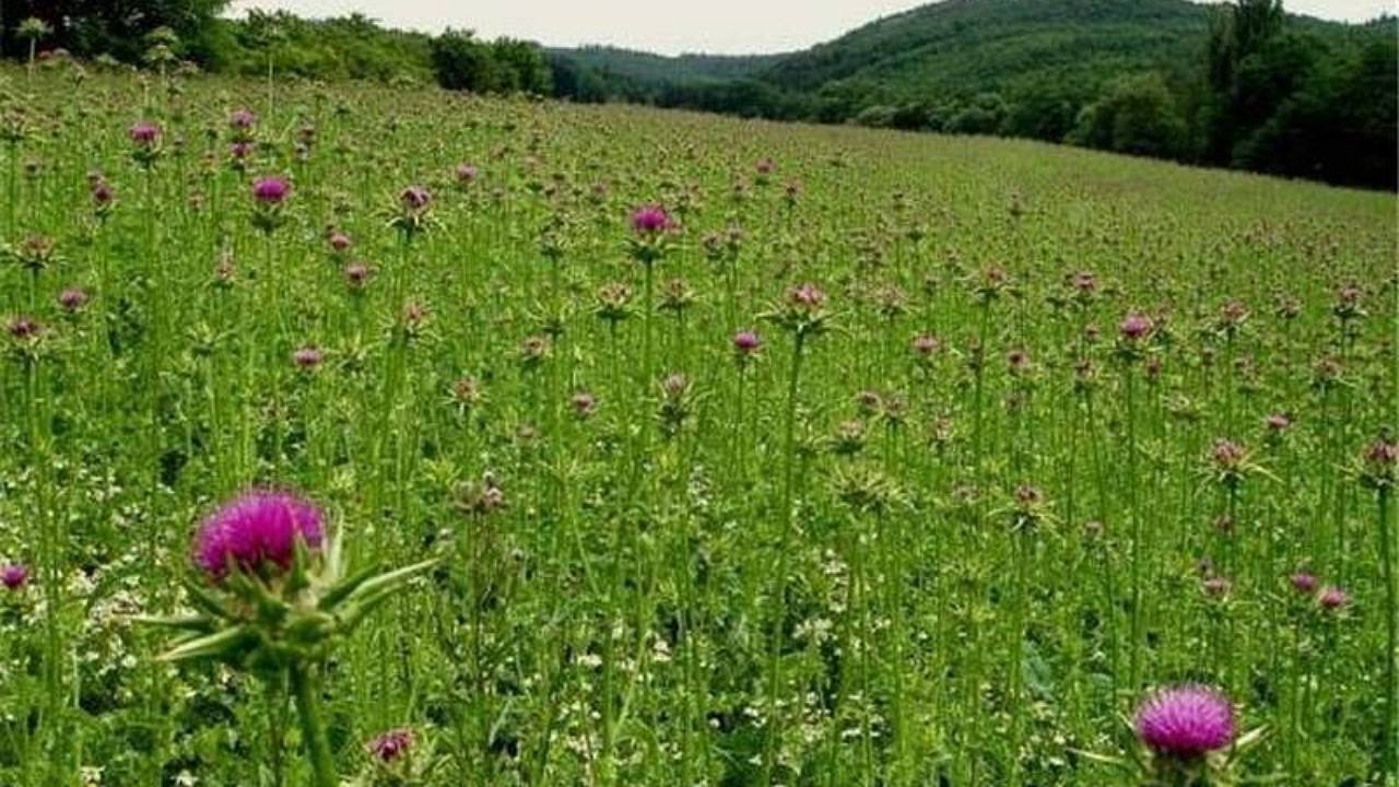 توقیف محموله آویشن غیر مجاز در راور