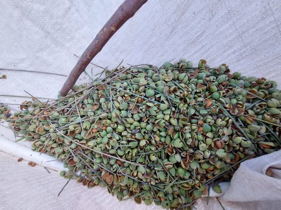 بادام کوهی