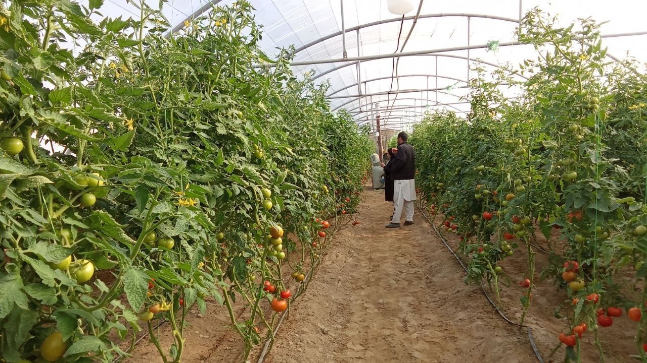 ایجاد اشتغال با مشارکت مردم برای ۴ هزار نفر در سیستان‌وبلوچستان