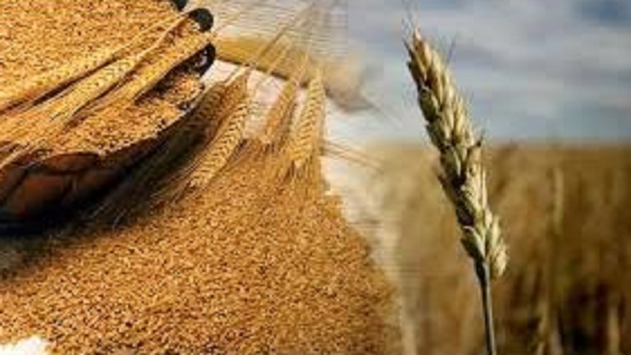 بازگشایی مرکز خرید گندم در جویبار