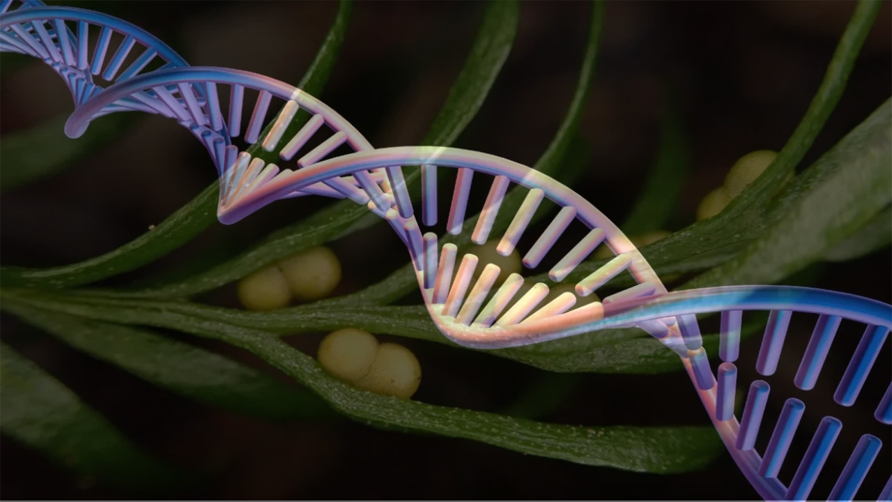 یک گیاه رکورد جهانی بیشترین DNA را با صد متر طول شکست