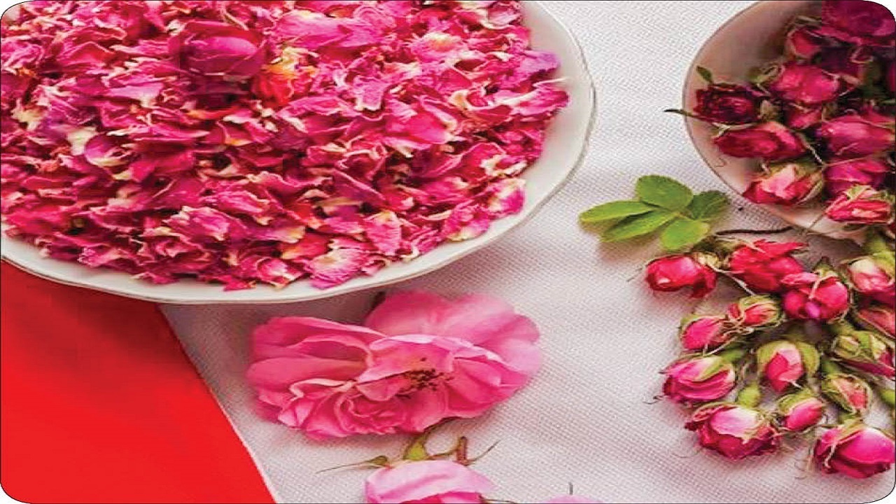 آغاز برداشت گل محمدی در کرخنگان