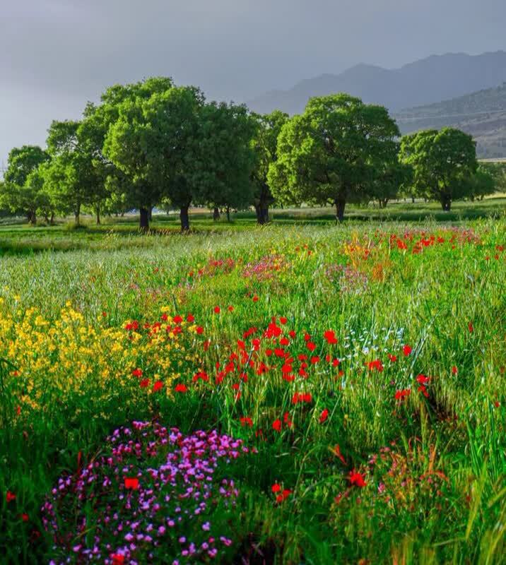 طبیعت بهاری بروجرد