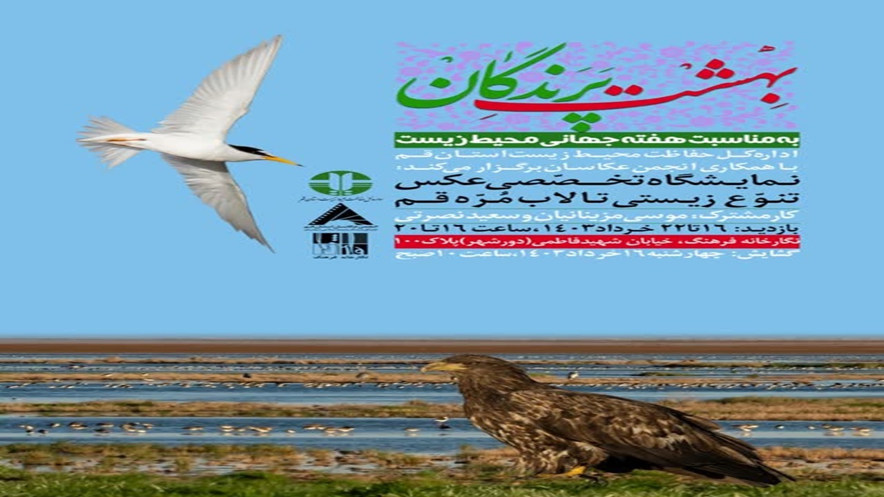 نمایشگاه عکس بهشت پرندگان در قم برپا می‌شود
