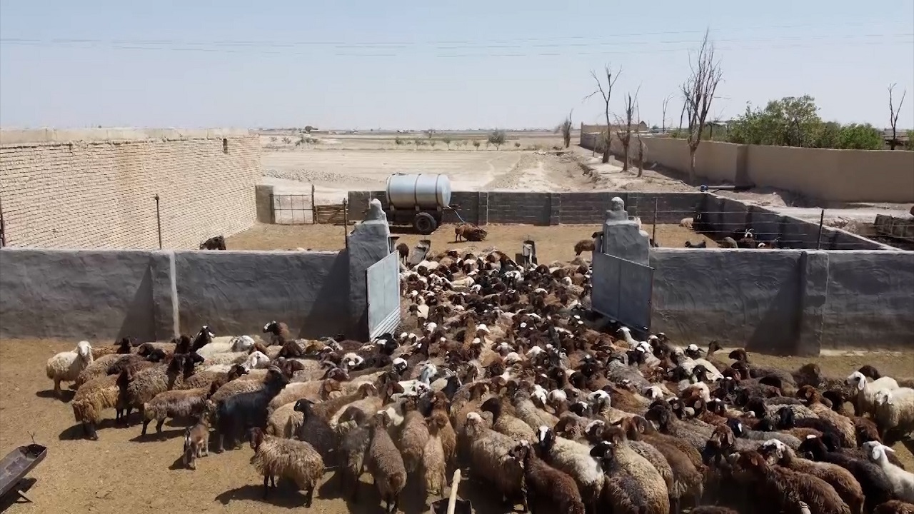 اجرای موفق طرح توانمند سازی، شبکه سازی و الگوسازی دام سبک در استان اصفهان