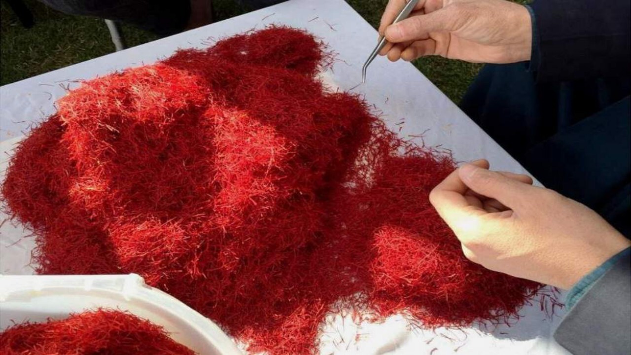 زعفران افغانستان در رتبه نخست جهانی