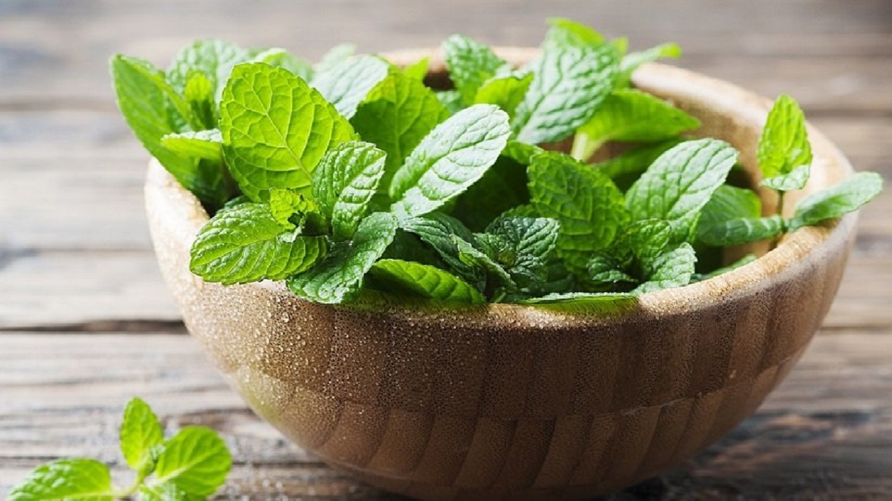خواص نعنا در طب سنتی + فیلم