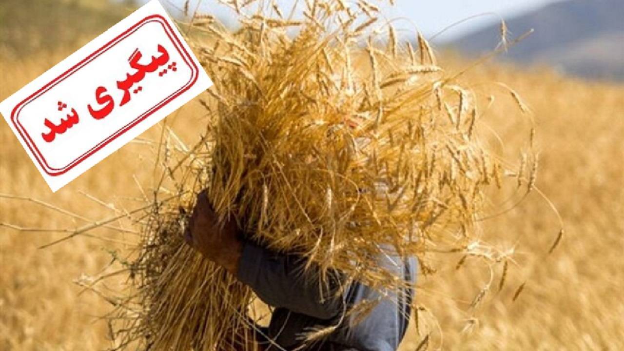 پرداخت مطالبات گندمکاران به زودی
