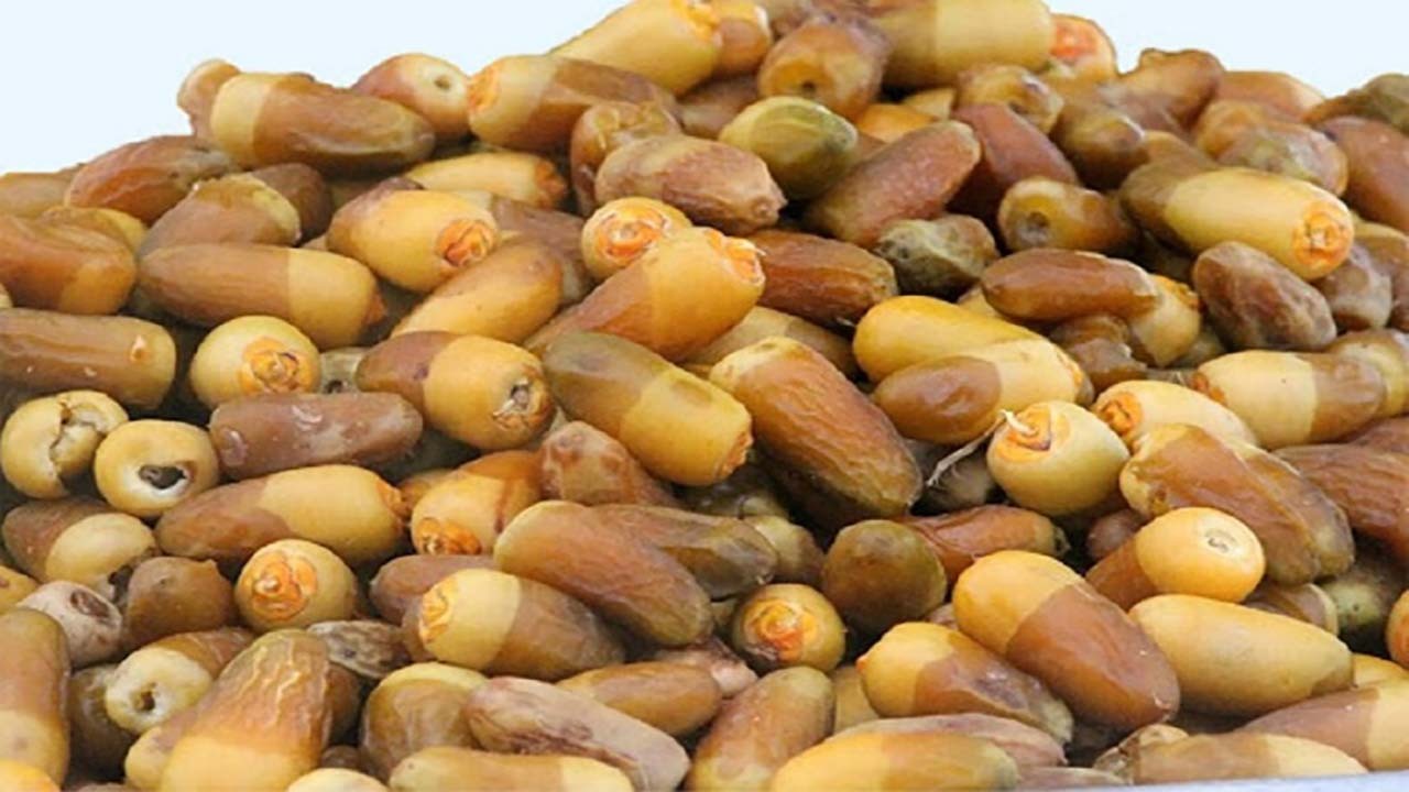 آغاز برداشت رطب نوبرانه آل مهتری در هرمزگان