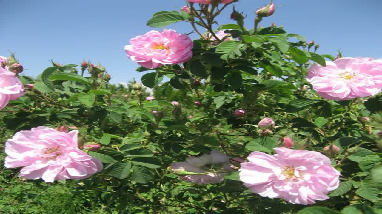 گل محمدی