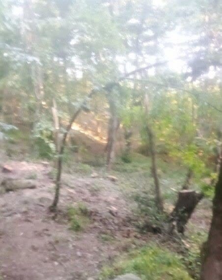 قطع درختان روستای پلنگر
