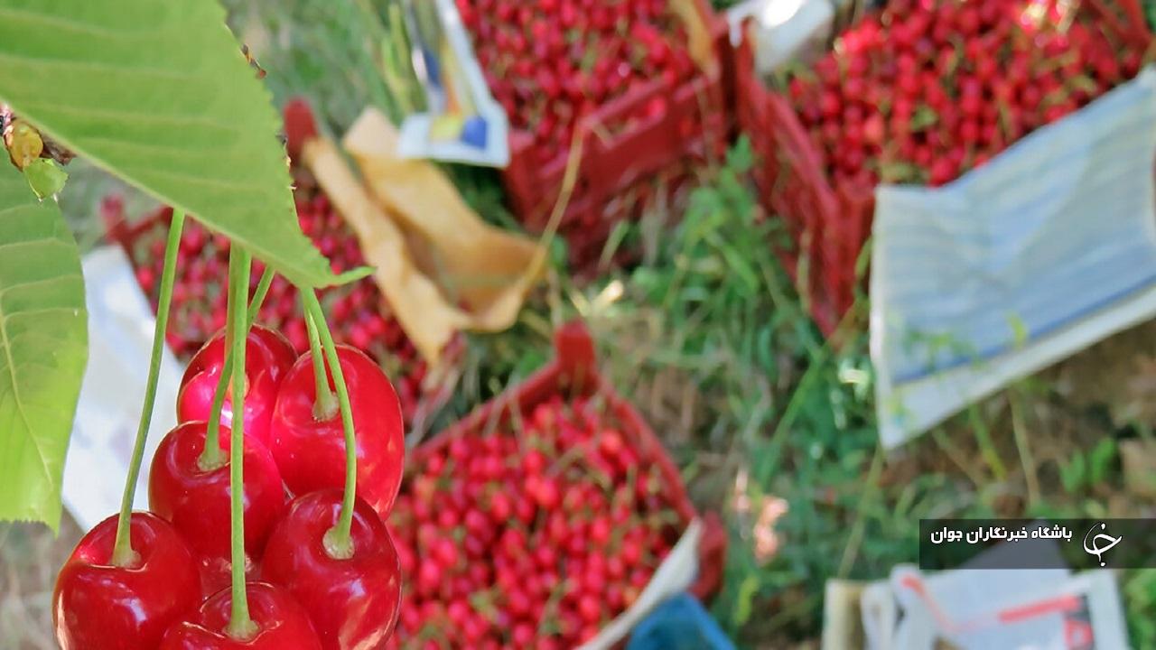 تولید گیلاس در اشنویه نصف شد