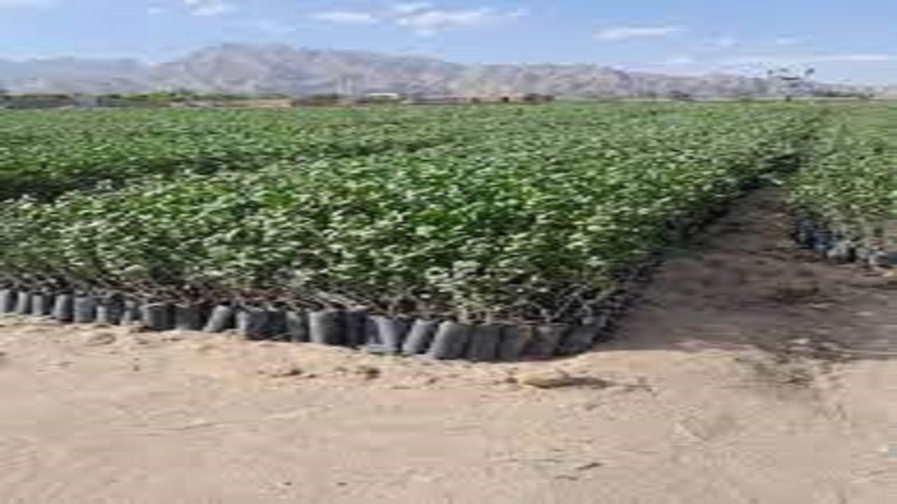 غرس ۱۰۰۰ اصله نهال در سیستان و بلوچستان