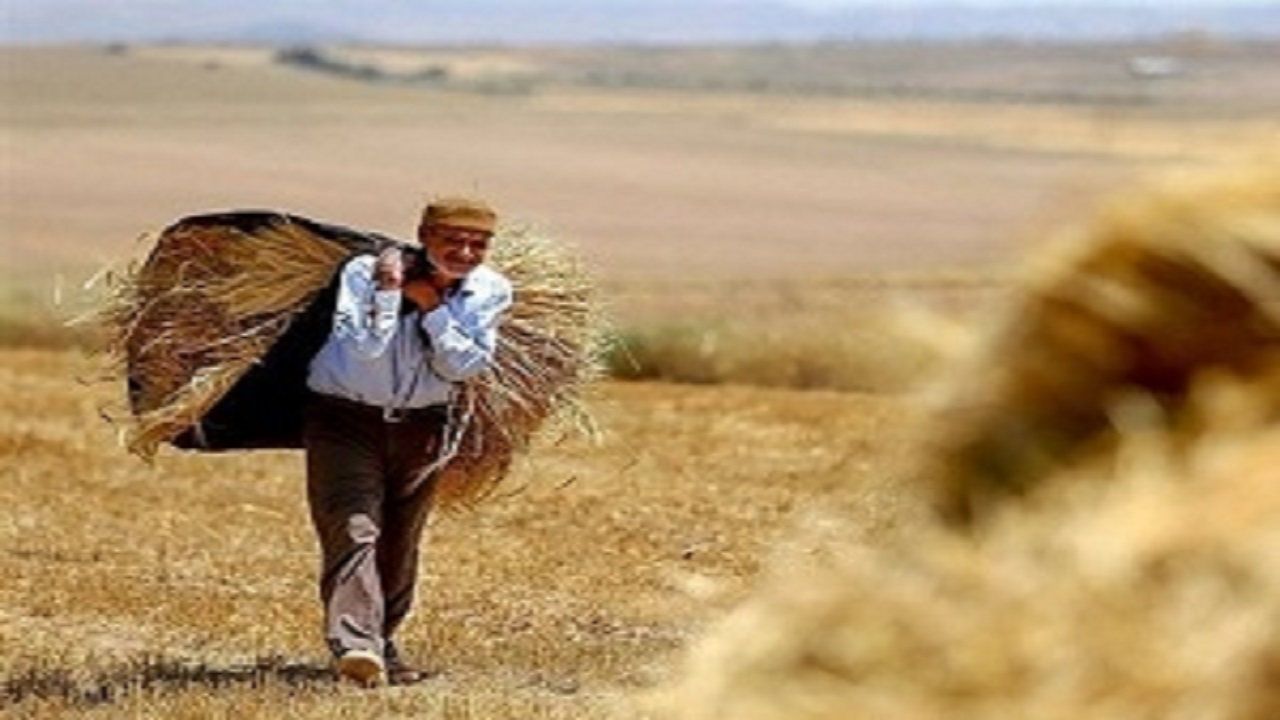 پرداخت مطالبات گندمکاران در چهارمحال و بختیاری