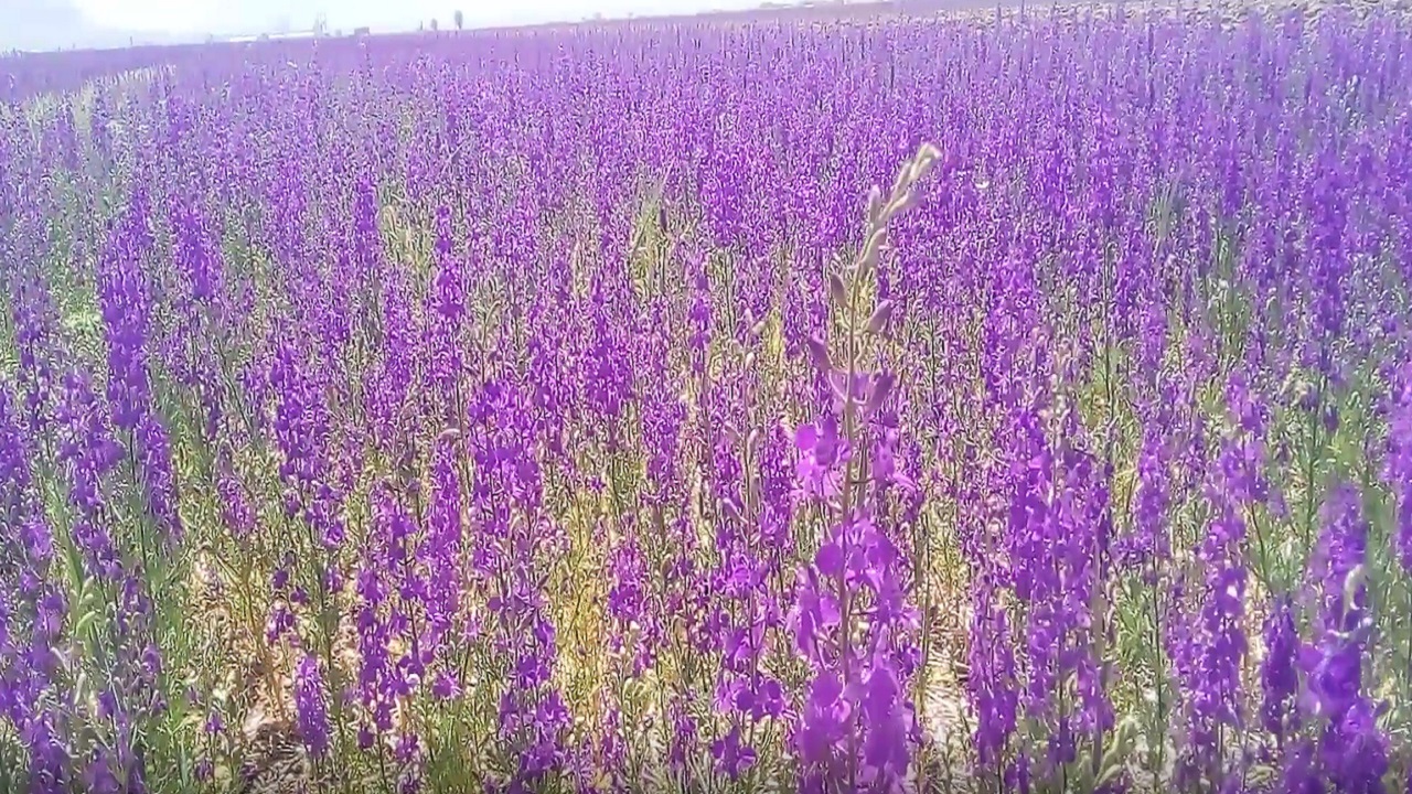 خودنمایی دشت گل‌های بهاری در دل طبیعت شهرکرد + فیلم