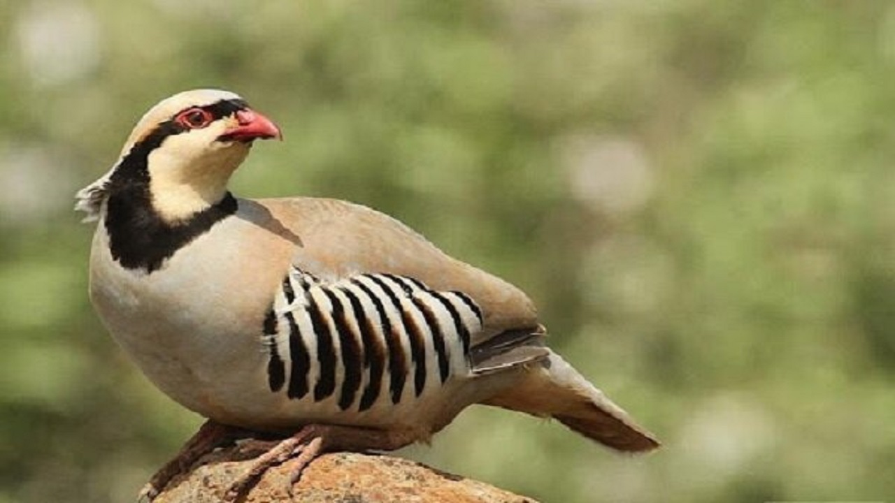 رها سازی ۲۳ قطعه کبک به دامان طبیعت سقز