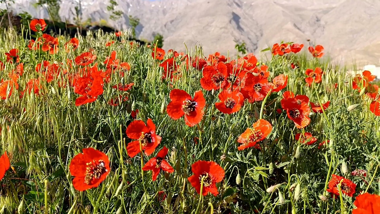 پذیرایی از گردشگران تابستانی در شهرستان خوانسار + فیلم