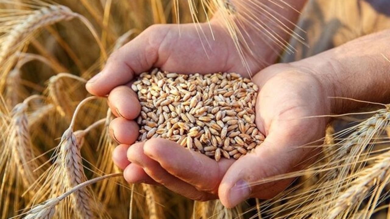 آغاز پرداخت ۱۹۰ هزار میلیارد ریال به گندمکاران خوزستانی