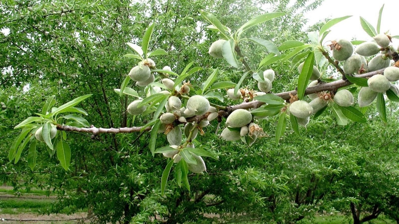 خودنمایی درختان بادام در باغ‌های روستای جغدان + فیلم
