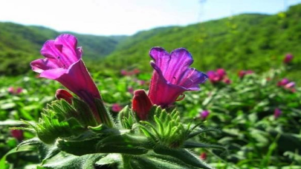 گل گاوزبان ایرانی به چین رسید