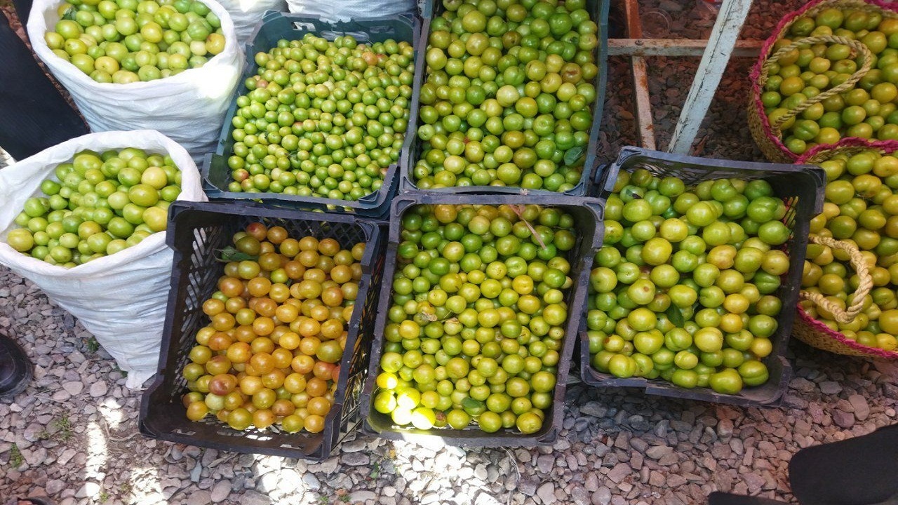 جشنواره آلوچه در گوراب زرمیخ صومعه سرا + تصاویر