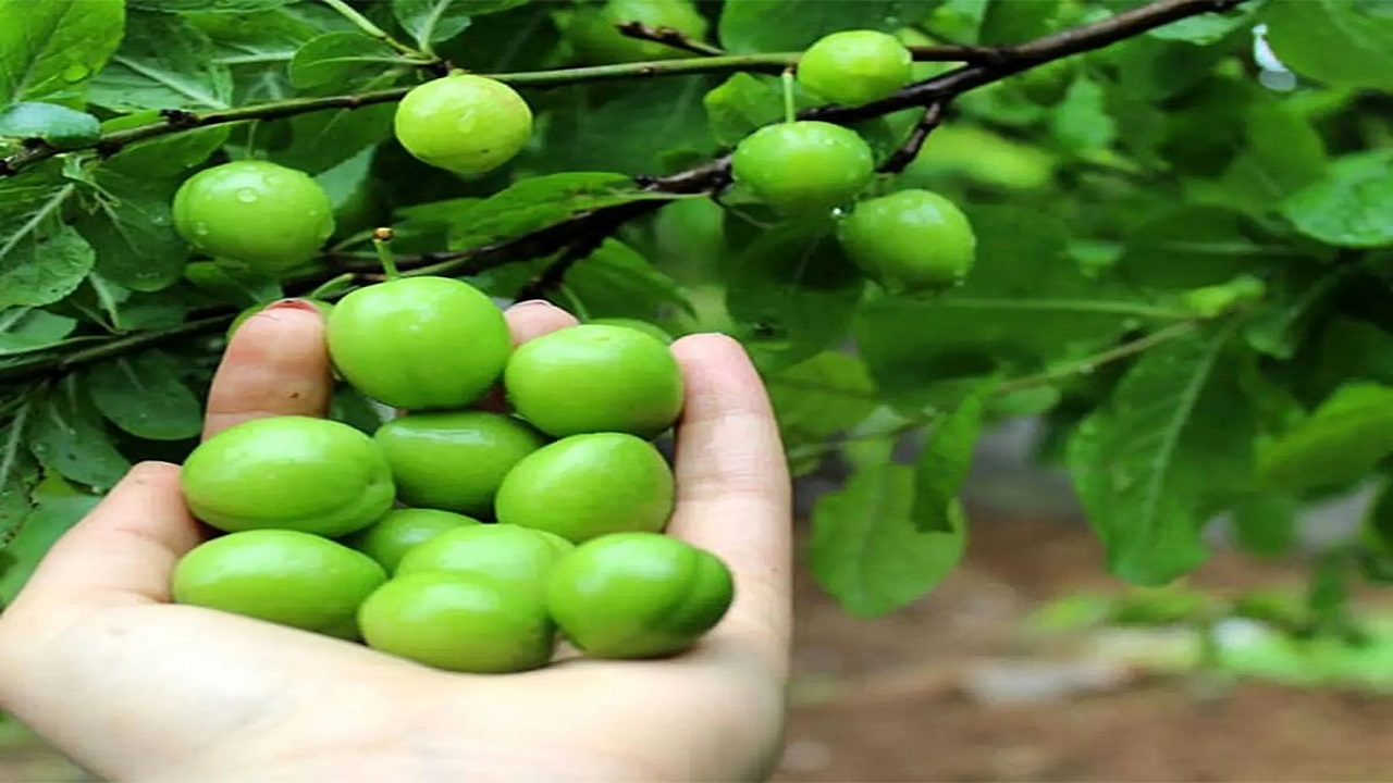 آغاز برداشت میوه گوجه سبز از باغ‌های روستای تکه + فیلم