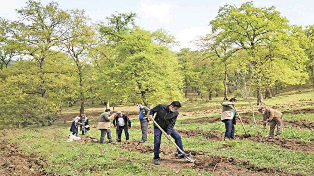 ۶۱۲ هزار و ۲۶۲ اصله نهال در سیستان و بلوچستان غرس شد