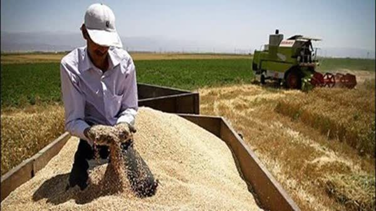نیمی از مطالبات گندمکاران پرداخت شد