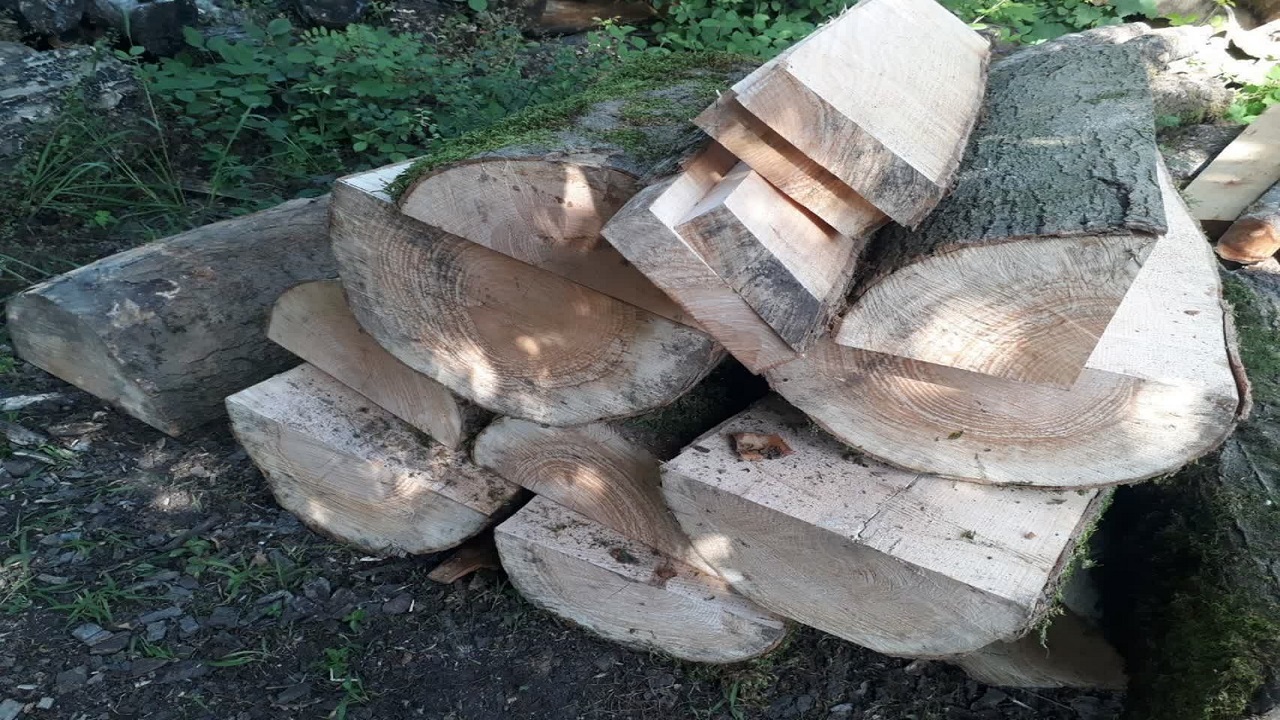 کشف ۱۱ اصله چوب قاچاق در تالش