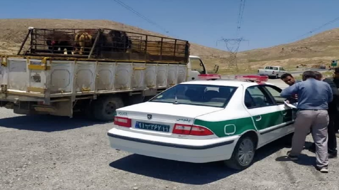 توقیف کامیون حامل دام قاچاق در شهرکرد