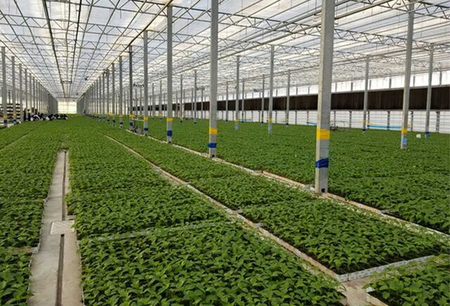 عزم جدی برای ایجاد شهر گلخانه ای در شهرستان خوسف
