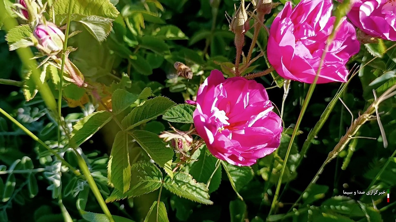 آغاز برداشت گل محمدی در خوانسار