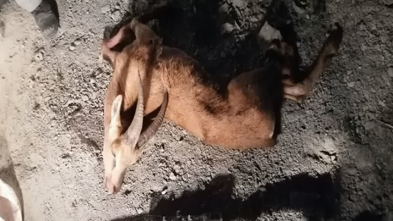 دستگیری ۱۱ شکارچی غیرمجاز در مازندران