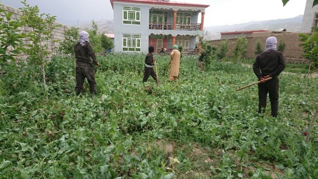 تخریب مزارع کوکنار در بدخشان