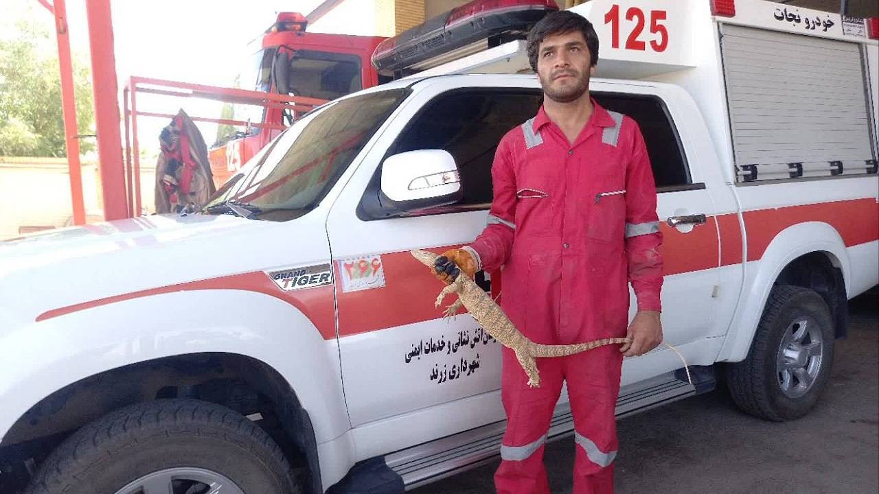 آتش‌نشانان زرندی یک بزمجه ۱۲۰ سانتی متری را در خودرو به دام انداختند