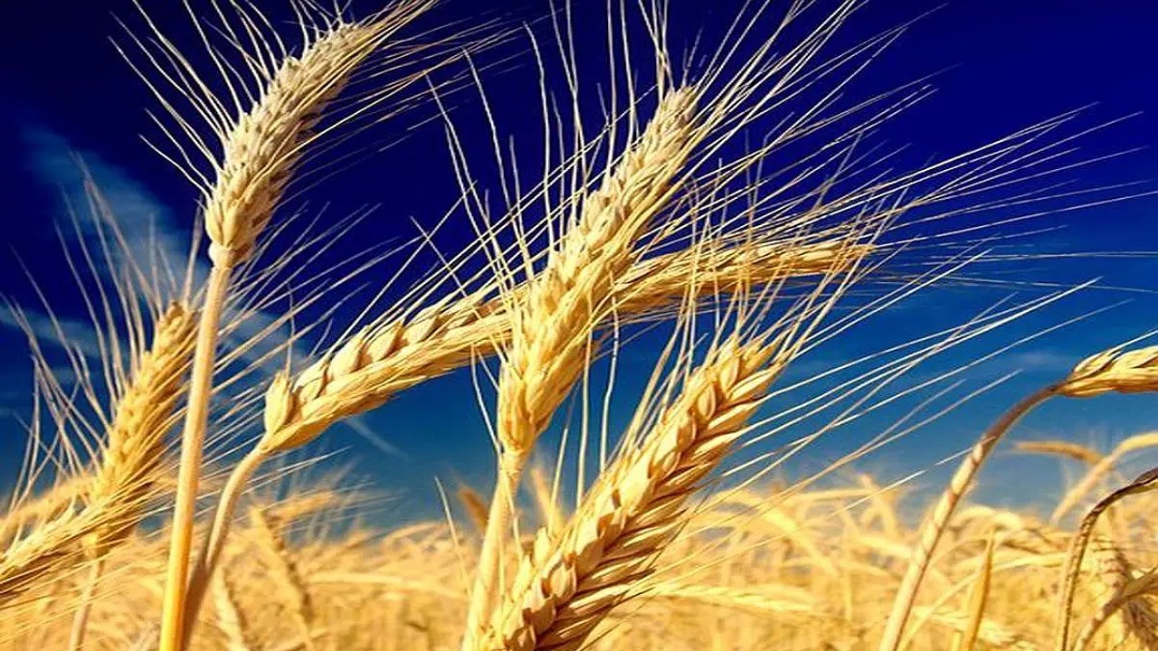 پیش‌بینی برداشت ۳۰ هزار تن گندم در تایباد