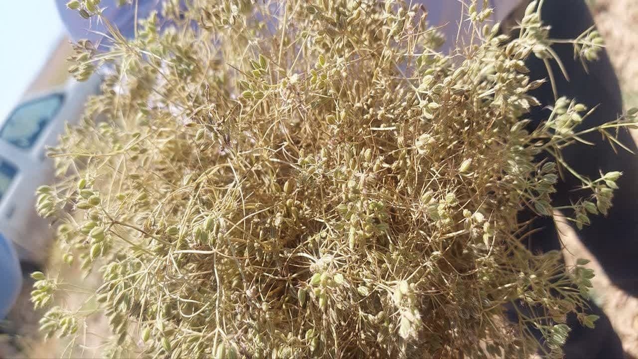 آغاز برداشت زیره از ۱۴۳ هکتار اراضی تاکستان
