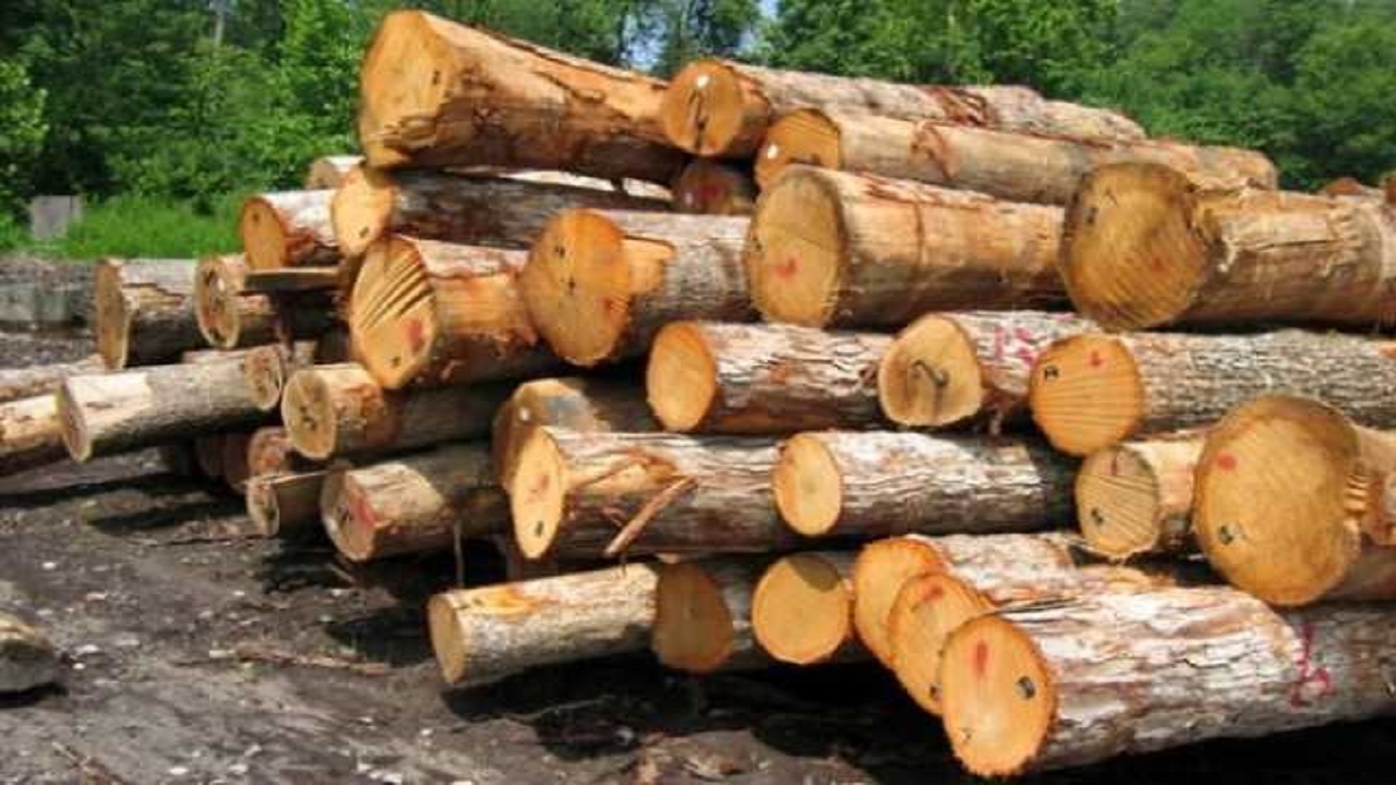 کشف ۹ تن چوب قاچاق در خراسان جنوبی