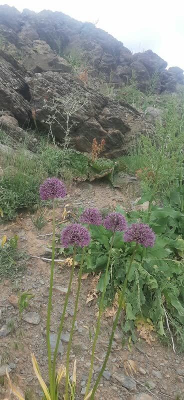 گل های بهاری
