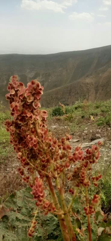گل های طبیعی