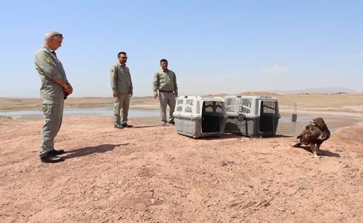 بازگشت عقاب ها به دامان طبیعت قم