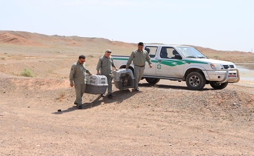 بازگشت عقاب ها به دامان طبیعت قم