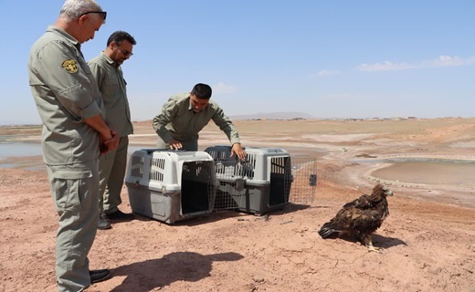 بازگشت عقاب ها به دامان طبیعت قم
